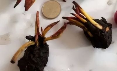 睡莲在家庭种植中的方法详解 - 图画吧TUHUABA