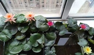 睡莲在家庭种植中的方法详解 - 图画吧TUHUABA