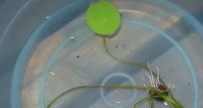 睡莲在家庭种植中的方法详解 - 图画吧TUHUABA