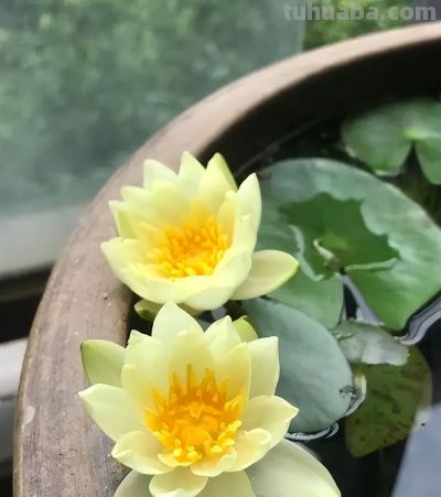 睡莲在家庭种植中的方法详解 - 图画吧TUHUABA