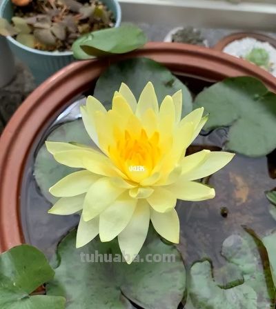 睡莲在家庭种植中的方法详解 - 图画吧TUHUABA