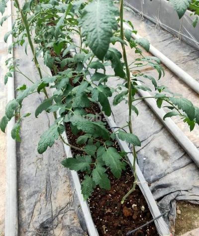 家庭蔬菜育苗记与种植技巧 - 图画吧TUHUABA