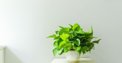 绿萝的寓意，养护简单，优点不少 - 图画吧TUHUABA