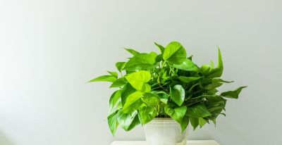 绿萝的寓意，养护简单，优点不少 - 图画吧TUHUABA