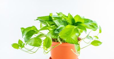 绿萝的寓意，养护简单，优点不少 - 图画吧TUHUABA