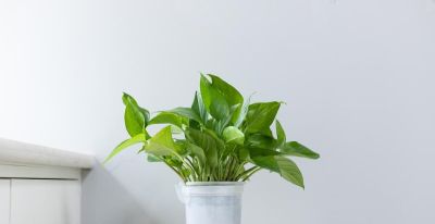 绿萝的寓意，养护简单，优点不少 - 图画吧TUHUABA