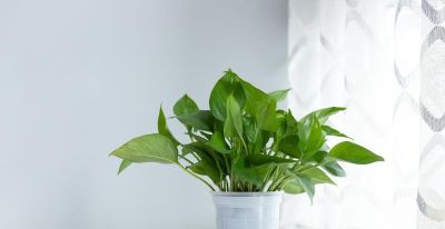 绿萝的寓意，养护简单，优点不少 - 图画吧TUHUABA