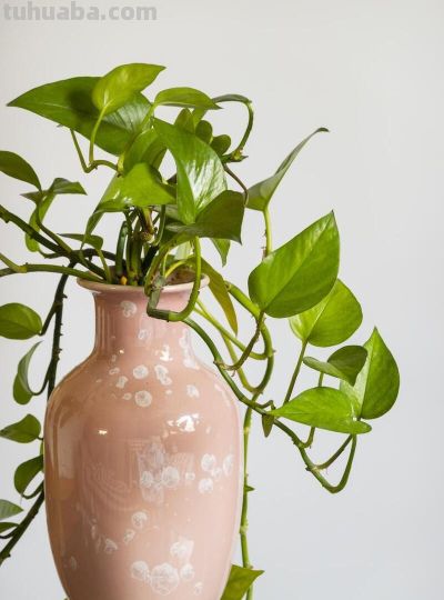 绿萝的寓意，养护简单，优点不少 - 图画吧TUHUABA