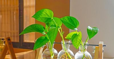 绿萝的寓意，养护简单，优点不少 - 图画吧TUHUABA