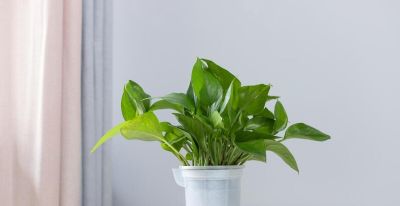 绿萝的寓意，养护简单，优点不少 - 图画吧TUHUABA