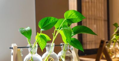 绿萝的寓意，养护简单，优点不少 - 图画吧TUHUABA