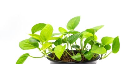 绿萝的寓意，养护简单，优点不少 - 图画吧TUHUABA