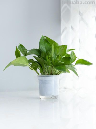 绿萝的寓意，养护简单，优点不少 - 图画吧TUHUABA