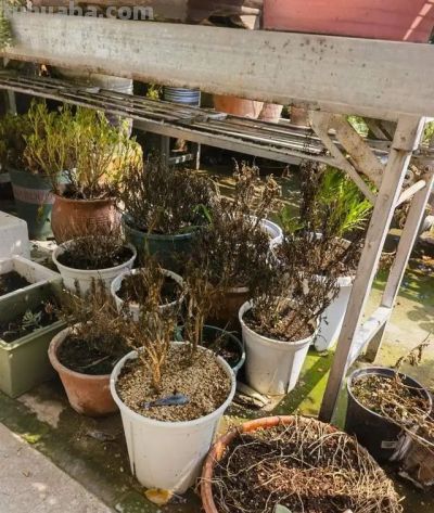 这8种花越“虐”越旺！小盆挤着养，控水不烂根，爆芽停不下！ - 图画吧TUHUABA