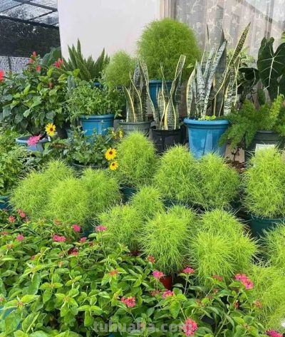 这8种花越“虐”越旺！小盆挤着养，控水不烂根，爆芽停不下！ - 图画吧TUHUABA