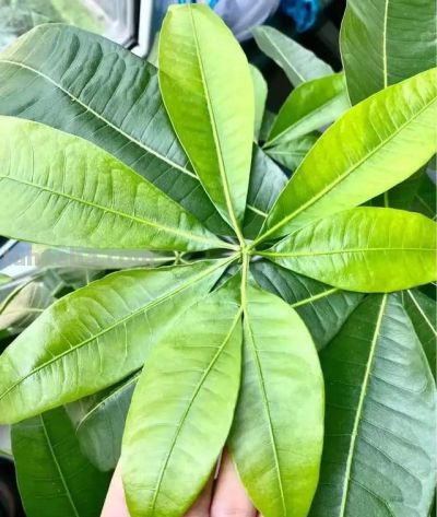 这8种花越“虐”越旺！小盆挤着养，控水不烂根，爆芽停不下！ - 图画吧TUHUABA