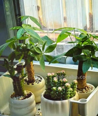 这8种花越“虐”越旺！小盆挤着养，控水不烂根，爆芽停不下！ - 图画吧TUHUABA