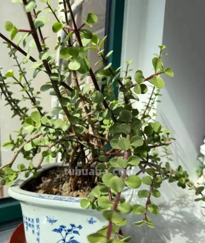 这8种花越“虐”越旺！小盆挤着养，控水不烂根，爆芽停不下！ - 图画吧TUHUABA