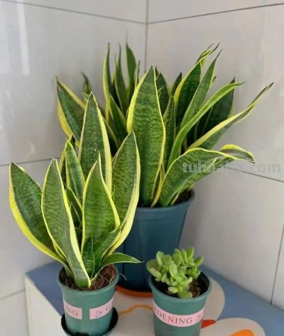 这8种花越“虐”越旺！小盆挤着养，控水不烂根，爆芽停不下！ - 图画吧TUHUABA