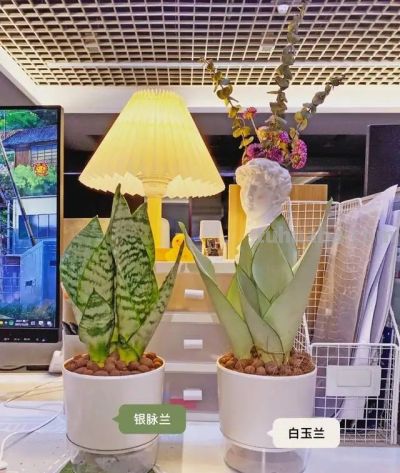 这8种花越“虐”越旺！小盆挤着养，控水不烂根，爆芽停不下！ - 图画吧TUHUABA