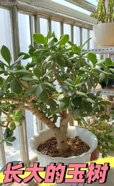 这8种花越“虐”越旺！小盆挤着养，控水不烂根，爆芽停不下！ - 图画吧TUHUABA