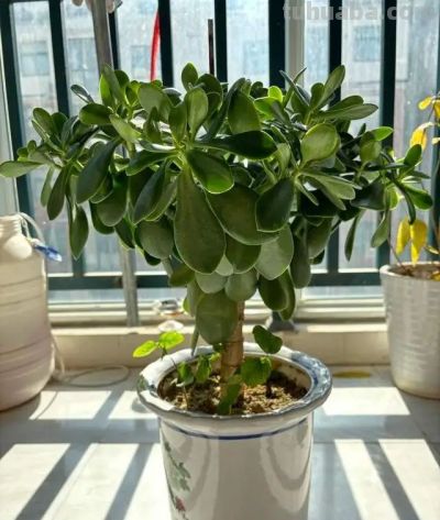 这8种花越“虐”越旺！小盆挤着养，控水不烂根，爆芽停不下！ - 图画吧TUHUABA