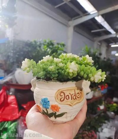 这8种花越“虐”越旺！小盆挤着养，控水不烂根，爆芽停不下！ - 图画吧TUHUABA