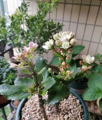 这8种花越“虐”越旺！小盆挤着养，控水不烂根，爆芽停不下！ - 图画吧TUHUABA