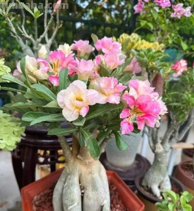 这8种花越“虐”越旺！小盆挤着养，控水不烂根，爆芽停不下！ - 图画吧TUHUABA