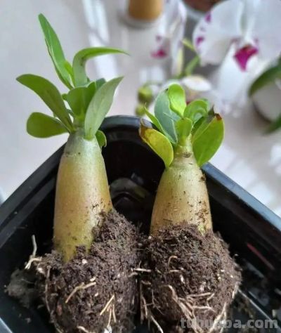 这8种花越“虐”越旺！小盆挤着养，控水不烂根，爆芽停不下！ - 图画吧TUHUABA