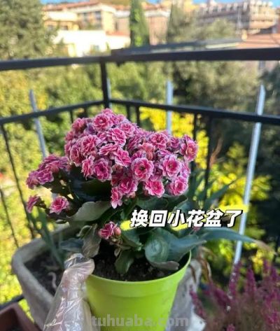 这8种花越“虐”越旺！小盆挤着养，控水不烂根，爆芽停不下！ - 图画吧TUHUABA