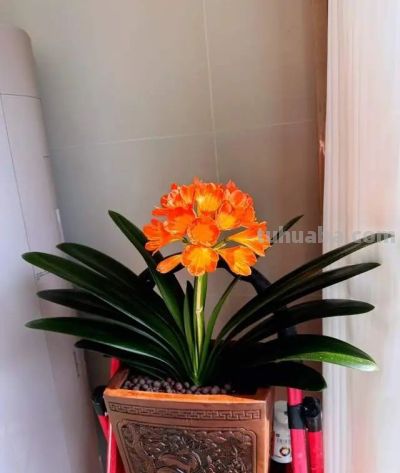 这8种花越“虐”越旺！小盆挤着养，控水不烂根，爆芽停不下！ - 图画吧TUHUABA