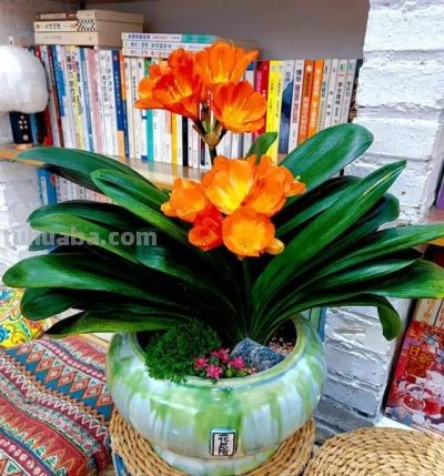 这8种花越“虐”越旺！小盆挤着养，控水不烂根，爆芽停不下！ - 图画吧TUHUABA