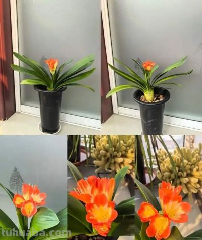 这8种花越“虐”越旺！小盆挤着养，控水不烂根，爆芽停不下！ - 图画吧TUHUABA