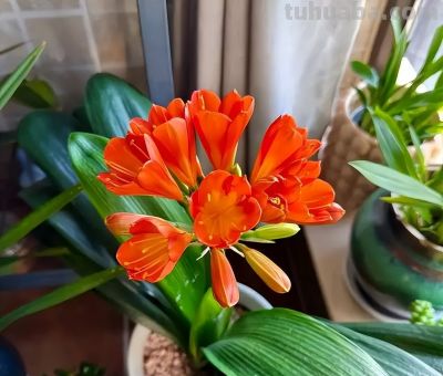 这8种花越“虐”越旺！小盆挤着养，控水不烂根，爆芽停不下！ - 图画吧TUHUABA