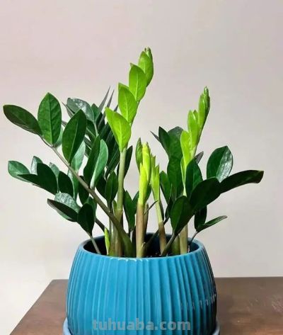 这8种花越“虐”越旺！小盆挤着养，控水不烂根，爆芽停不下！ - 图画吧TUHUABA