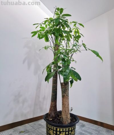 财树浇水别乱浇！频率、水量一次讲清 - 图画吧TUHUABA