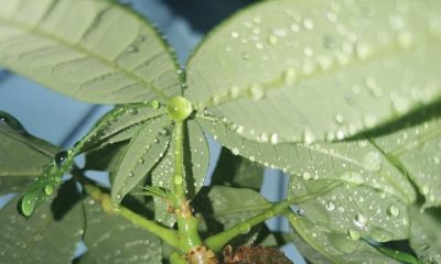 财树浇水别乱浇！频率、水量一次讲清 - 图画吧TUHUABA