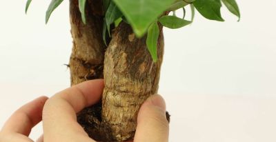 财树浇水别乱浇！频率、水量一次讲清 - 图画吧TUHUABA