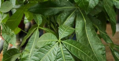 财树浇水别乱浇！频率、水量一次讲清 - 图画吧TUHUABA