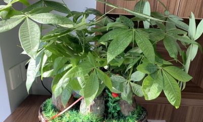 建议收藏！发财树总是养死？掌握这4点，蹭蹭长爆盆！ - 图画吧TUHUABA