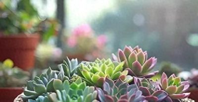 养多肉别只会控水！亲身实践三年，摸清诀窍越长越好看 - 今日头条