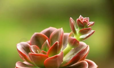 养多肉别只会控水!亲身实践三年,摸清诀窍越长越好看 - 今日头条 养多肉别只会控水!亲身实践三年,摸清诀窍越长越好看 - 图画吧TUHUABA