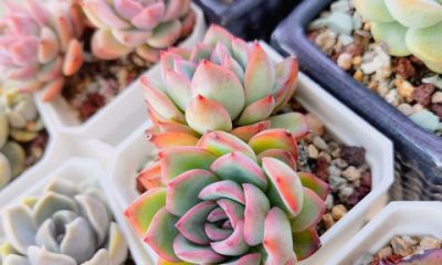 养多肉别只会控水!亲身实践三年,摸清诀窍越长越好看 - 今日头条 养多肉别只会控水!亲身实践三年,摸清诀窍越长越好看 - 图画吧TUHUABA