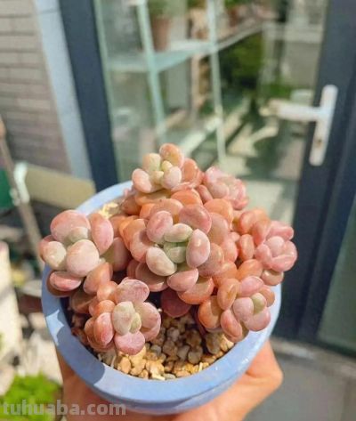 风很轻柔，阳光很暖，多肉正美，万物都是自由诗 - 今日头条