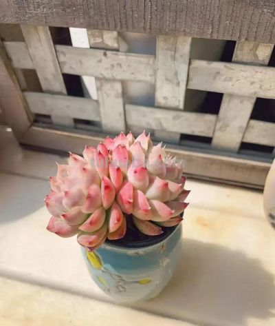 风很轻柔,阳光很暖,多肉正美,万物都是自由诗 - 今日头条 风很轻柔,阳光很暖,多肉正美,万物都是自由诗 - 图画吧TUHUABA