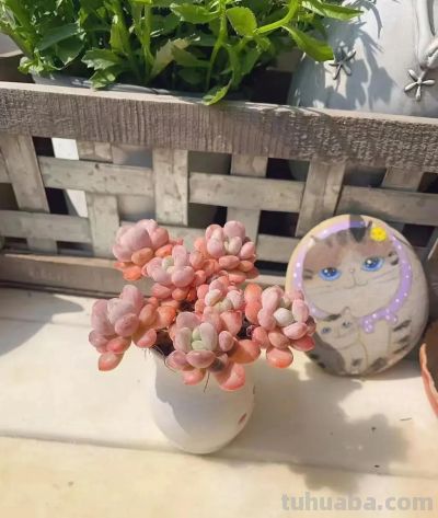 风很轻柔,阳光很暖,多肉正美,万物都是自由诗 - 今日头条 风很轻柔,阳光很暖,多肉正美,万物都是自由诗 - 图画吧TUHUABA