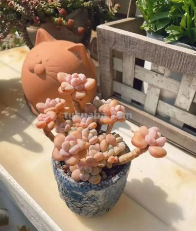 风很轻柔,阳光很暖,多肉正美,万物都是自由诗 - 今日头条 风很轻柔,阳光很暖,多肉正美,万物都是自由诗 - 图画吧TUHUABA