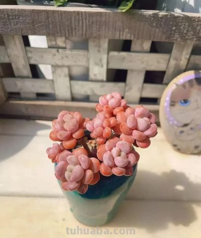 风很轻柔,阳光很暖,多肉正美,万物都是自由诗 - 今日头条 风很轻柔,阳光很暖,多肉正美,万物都是自由诗 - 图画吧TUHUABA