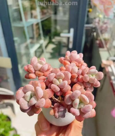 风很轻柔,阳光很暖,多肉正美,万物都是自由诗 - 今日头条 风很轻柔,阳光很暖,多肉正美,万物都是自由诗 - 图画吧TUHUABA